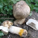 Agaricus phaeolepidotus,