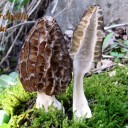 Morchella elata