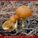 Gymnopilus penetrans