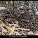 Grifola frondosa (Fr.) S.F.Gray,