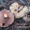 Lactarius semisanguiflus