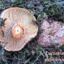 Lactarius deliciosus