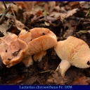 Lactarius chrysorrheus Fr. 1838