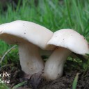 Calocybe gambosa.,