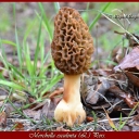 Morchella esculenta