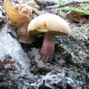 Boletus calopus