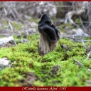 helvella lacunosa