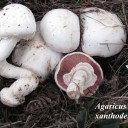 Agaricus xanthoderma