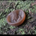 Auricularia auricula-judae.