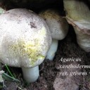 Agaricus xanthoderma var. griseus