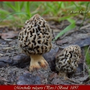 Morchella vulgaris (Pers.) Boud. 1897.