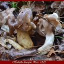 Helvella leucopus