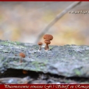 Phaeomarasmius erinaceus (Fr.) Scherff. ex Romagn.