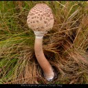 Macrolepiota procera (Scop) Sing.