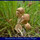 Marasmius collinus