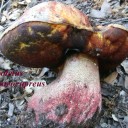 boletus luteocupreus