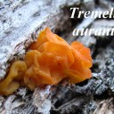 Tremella aurantia