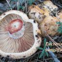 Lactarius sanglifuus