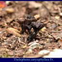 Thelephora caryophyllea