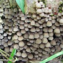 Coprinus diseminatus