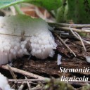 Stemonitis lignicola