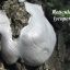 Reticularia lycoperdon.