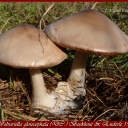 Volvariella gloiocephala (DC.) Boekhout & Enderle 1986