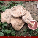 Agaricus silvaticus