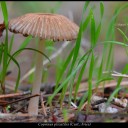 Coprinus plicatilis (Curt. Fries)