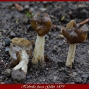 Helvella fusca