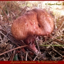 Agaricus vinosobrunneus P.D.Orton1960