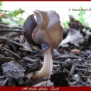 helvella albella