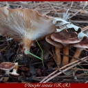 Clitocybe costata