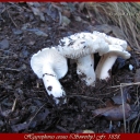 Hygrophorus cossus