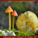 Hygrocybe conica (Schaeff.) P. Kumm. 1871