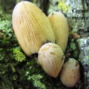 Coprinus micaceus