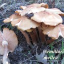 Armillaria mellea.