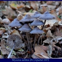 Mycena aetites (Fr.) Quélet 1872