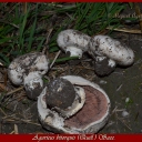 agaricus bitorquis1