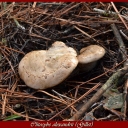 Clitocybe alexandrii (Gillet)