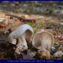 Clitocybe nebularis var. alba J.E. Lange