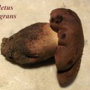 Boletus fragrans