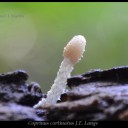 Coprinus cortinatus J.E. Lange.