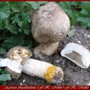 Agaricus phaeolepidotus