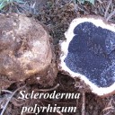 Scleroderma polyrhizum