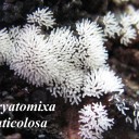 Ceryatomixa fruticolosa