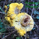 Hypomyces Chysospermus