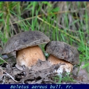 Boletus aereus bull. Fr.