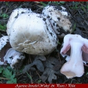 Agaricus litoralis