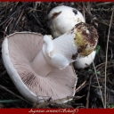 Agaricus arvensis